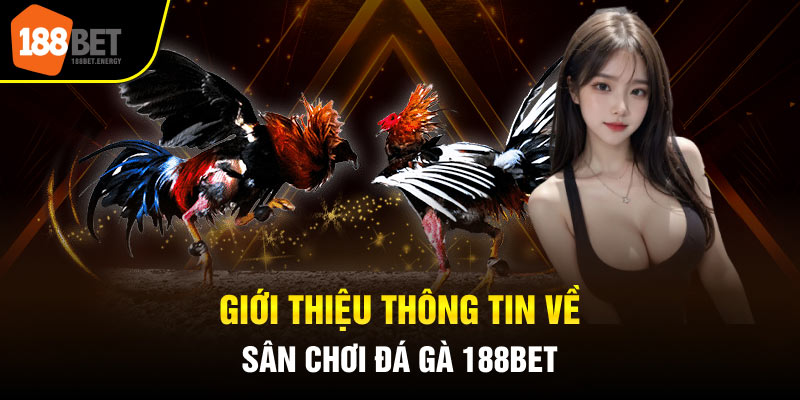 Giới thiệu thông tin về sân chơi đá gà 188BET